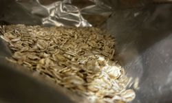 Tokluk İçin İlk Tercih: Yulaf