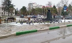 Soğukta Hayatta Kalma Mücadelesi: Güvercinler Karlı Zeminde Yiyecek Aradı