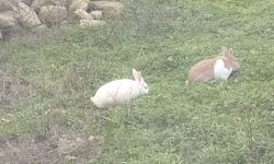 Bahçede Dolaşan Tavşanlar İlgi Odağı Oldu