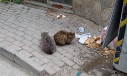 Kırklareli’nde Sokak Kedileri Kaldırımda Beslendi
