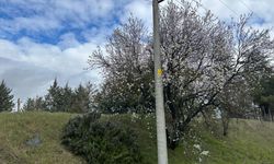 Bahar Erken Geldi: Kırklareli’nde Ağaçlar Çiçek Açtı