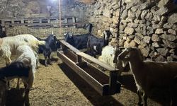 Kırklareli Kırsalında Küçükbaş Yetiştiriciliği Öne Çıkıyor