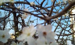 Kırklareli’nde Erik Ağaçları Çiçek Açtı