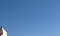 Kırklareli’nde Kuş Sürüsü Görsel Şölen Oluşturdu