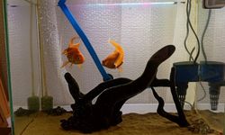 Bayramda Akvaristlere Öneriler