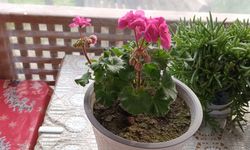 Kırklareli’nde Balkonları Sardunyalar Süsledi