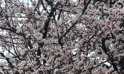 Kırklareli’nde Ağaçlar Çiçek Açtı