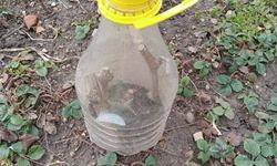 Asma Çubuğu Köklendirme Dönemi Başladı