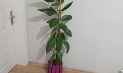 Kırklareli’nde Evlerde Yeşil Dokunuş Trendi