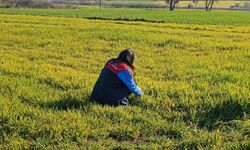 Hububat Alanlarında Hastalık ve Zararlı Kontrolü