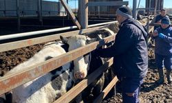 Pınarhisar’da Şap Aşılama Çalışmaları Sürüyor