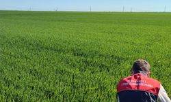 Pınarhisar’da Hububat Tarlalarında Kontrol