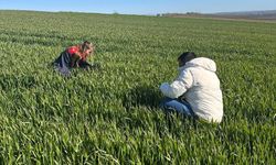 Lüleburgaz’da Hububat Tarlaları Yakından Takipte
