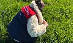 Lüleburgaz’da Hububat Alanlarında Sıkı Takip