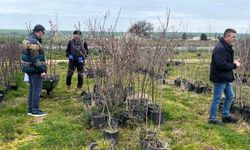 Lüleburgaz’da Fidan Satış Noktalarına Denetim