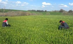 Buğday Tarlalarında Saha Çalışması