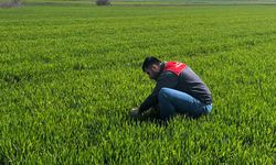 Buğday Tarlalarında Denetimler Sürüyor