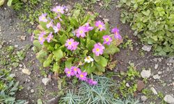 Baharın Müjdecisi Çuha Çiçekleri Açtı