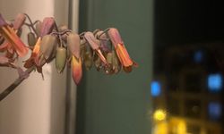 Aşkın Gözyaşları Evleri Süslemeye Devam Ediyor