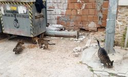 Sokak Kedilerine Mama Desteği