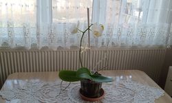 Kırklareli’nde Orkideye İlgi Artıyor