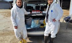 Ari işletmede tüberküloz ve brusella testi yapıldı