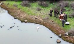 Ankara'da düşen kuğu Edirne'de özgürlüğüne kavuştu