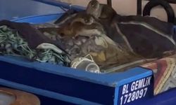 Aç kalan anne su samuru ve yavruları Gemlik’te tekneye sığındı