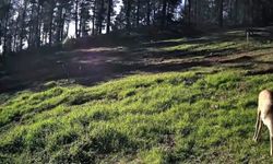 Ganos Dağları'nda karaca sürüsü fotokapana yansıdı