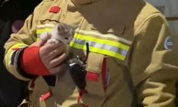 Klima motoruna sıkışan yavru kedi kurtarıldı