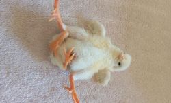 Diyarbakır'da dört ayaklı civciv şaşırttı