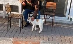 Edirne'de de "keçi ile alışveriş" keyfi