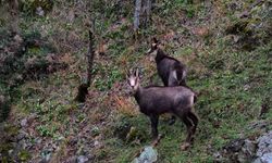 Türkiye’de en düşük rakımda sadece Gümüşhane’de görülüyor