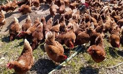 Ev kiraları şehirden kaçırdı, köyde "gezen tavuk" çiftliği kurdu