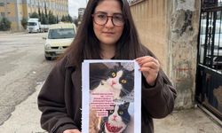 Kedilerini bulana çeyrek altın verecekler