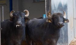 Türkiye'nin yeni manda ırkı Murana süt verimi ile dikkat çekiyor