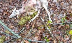 Sürüye kurt saldırdı: 18 koç ve 5 teke telef oldu