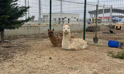 İpsala Sınır Kapısı’nda minibüste cins hayvanlar ele geçirildi