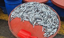 Pazarda hamsinin kilosu 200 liraya çıktı