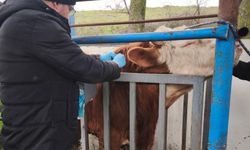 Hayvancılık işletmelerinde sağlık taraması yapıldı