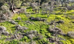 Böyle öfke görülmedi, bir gecede yüzlerce incir ve zeytin ağacını kesip ortadan kayboldular