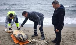 Tekirdağ sahiline ölü caretta caretta vurdu
