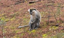 Mantar aramak için çıktığı doğada maymun buldu