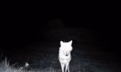 Kurt, çakal, karaca ne ararsan var, yaban kedisi bile var