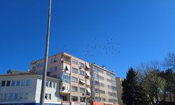 Kırklareli Semalarında Güvercin Sürüsü Dikkat Çekti