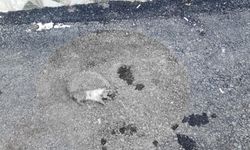 Sokak Ortasında Ölü Bulunan Kirpi Merak Uyandırdı