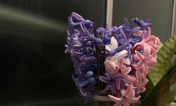 Sümbül Çiçekleri Baharın Müjdecisi Oldu