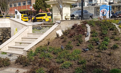 Saatli Park’ta Güvercin Yoğunluğu Dikkat Çekti