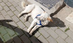 Güneşli Havayı Fırsat Bildi