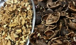 Cevizler Ayıklanmaya Başladı